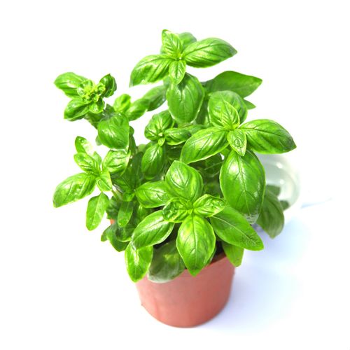 餐饮调味专家植物香料知识和使用(植物类香料)-第8张图片-多多自然网 餐饮调味专家植物香料知识和使用(植物类香料)-第8张图片-多多自然网
