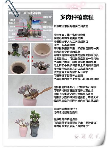 多肉植物日常养护知识(多肉的养护常识)-第5张图片-多多自然网 多肉植物日常养护知识(多肉的养护常识)-第5张图片-多多自然网