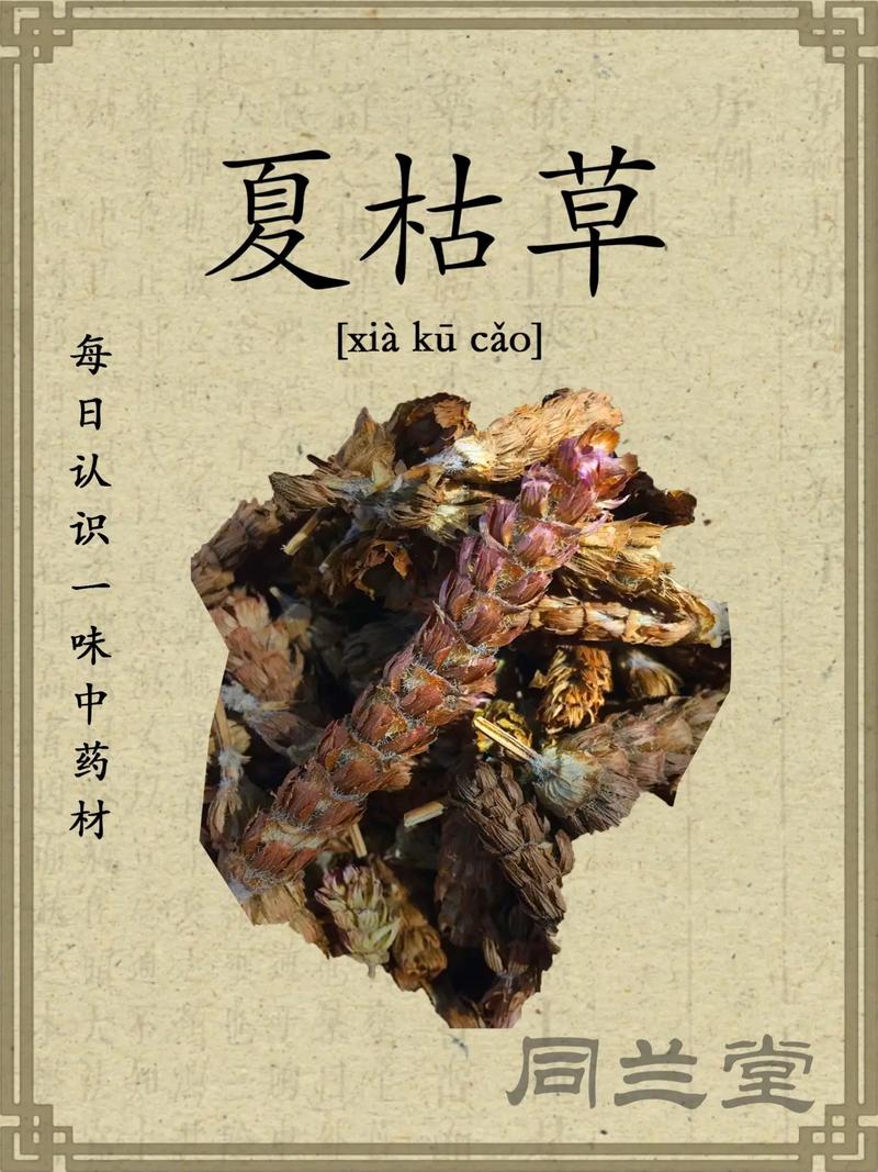 草本植物价值知识有哪些(草本植物包括什么)-第3张图片-多多自然网 草本植物价值知识有哪些(草本植物包括什么)-第3张图片-多多自然网