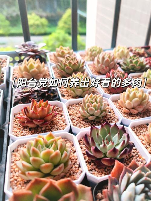 东边露台绿植好不好养护(东边露台和西边露台哪个好)-第1张图片-多多自然网 东边露台绿植好不好养护(东边露台和西边露台哪个好)-第1张图片-多多自然网