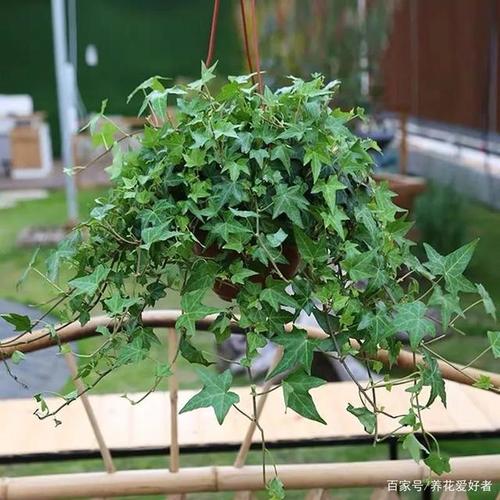 东边露台绿植好不好养护(东边露台和西边露台哪个好)-第5张图片-多多自然网 东边露台绿植好不好养护(东边露台和西边露台哪个好)-第5张图片-多多自然网