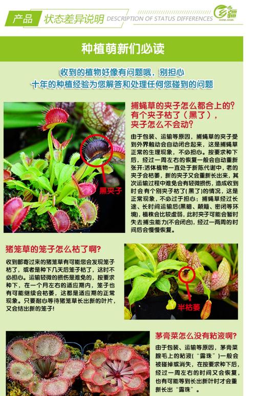 捕抓昆虫植物的知识(捉昆虫的植物)-第6张图片-多多自然网 捕抓昆虫植物的知识(捉昆虫的植物)-第6张图片-多多自然网