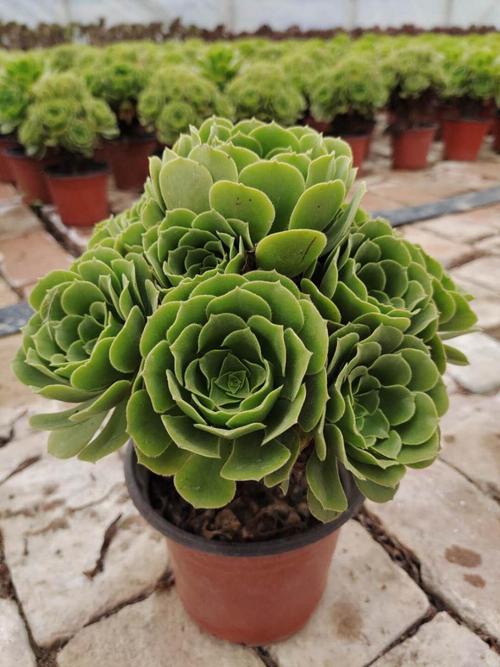 超小多肉植物知识大全(小型多肉植物)-第4张图片-多多自然网 超小多肉植物知识大全(小型多肉植物)-第4张图片-多多自然网