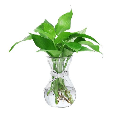 玻璃隔断与植物的关系(隔玻璃的光照对植物)-第1张图片-多多自然网 玻璃隔断与植物的关系(隔玻璃的光照对植物)-第1张图片-多多自然网