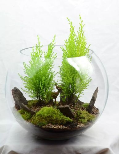 玻璃隔断与植物的关系(隔玻璃的光照对植物)-第5张图片-多多自然网 玻璃隔断与植物的关系(隔玻璃的光照对植物)-第5张图片-多多自然网