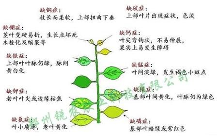 氮元素与植物生长的关系(氮元素参与植物的整个生命周期)-第4张图片-多多自然网 氮元素与植物生长的关系(氮元素参与植物的整个生命周期)-第4张图片-多多自然网