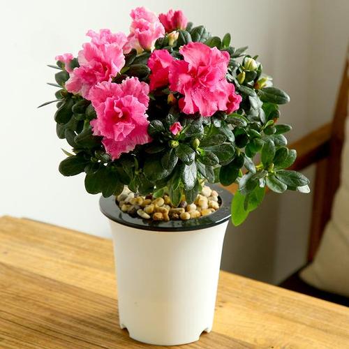 春季开花植物怎么养护知识(春季开花的植物图片)-第3张图片-多多自然网 春季开花植物怎么养护知识(春季开花的植物图片)-第3张图片-多多自然网