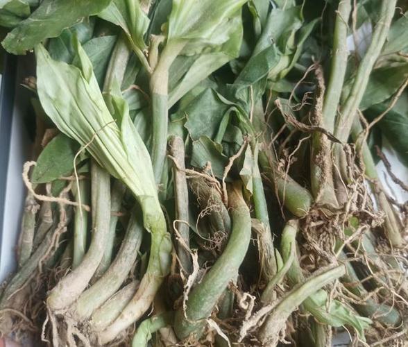 草药植物知识百科大全正版(常见植物草药)-第3张图片-多多自然网 草药植物知识百科大全正版(常见植物草药)-第3张图片-多多自然网