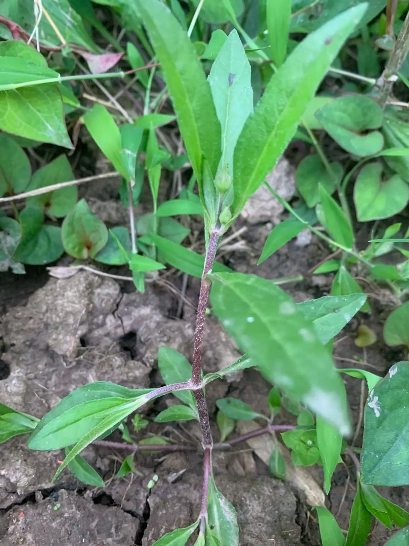草药植物知识百科大全正版(常见植物草药)-第6张图片-多多自然网 草药植物知识百科大全正版(常见植物草药)-第6张图片-多多自然网