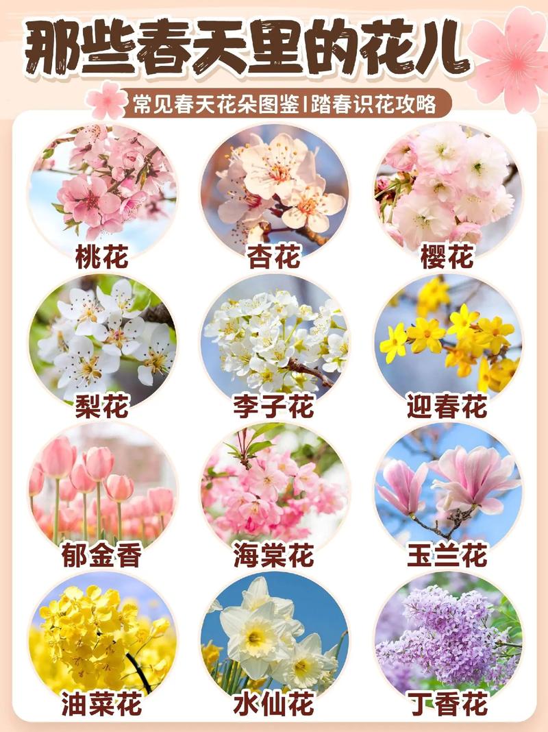 薄荷植物趣味科普知识大全(薄荷植物的作用)-第4张图片-多多自然网 薄荷植物趣味科普知识大全(薄荷植物的作用)-第4张图片-多多自然网
