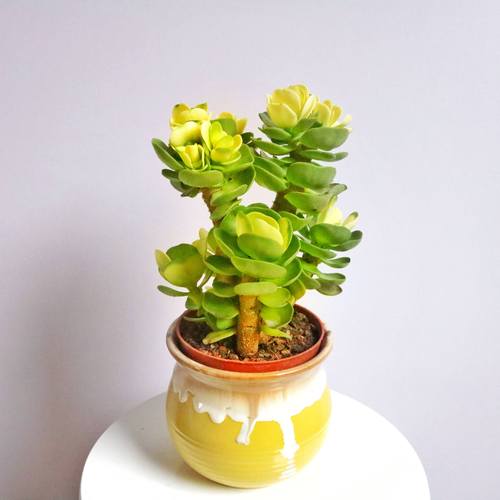薄荷植物趣味科普知识大全(薄荷植物的作用)-第5张图片-多多自然网 薄荷植物趣味科普知识大全(薄荷植物的作用)-第5张图片-多多自然网