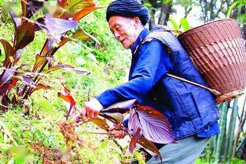 采药人植物科普知识(采药人海报)-第2张图片-多多自然网 采药人植物科普知识(采药人海报)-第2张图片-多多自然网