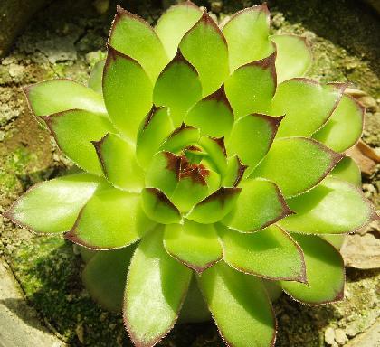 采药人植物科普知识(采药人海报)-第3张图片-多多自然网 采药人植物科普知识(采药人海报)-第3张图片-多多自然网