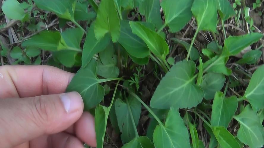 采药人植物科普知识(采药人海报)-第4张图片-多多自然网 采药人植物科普知识(采药人海报)-第4张图片-多多自然网