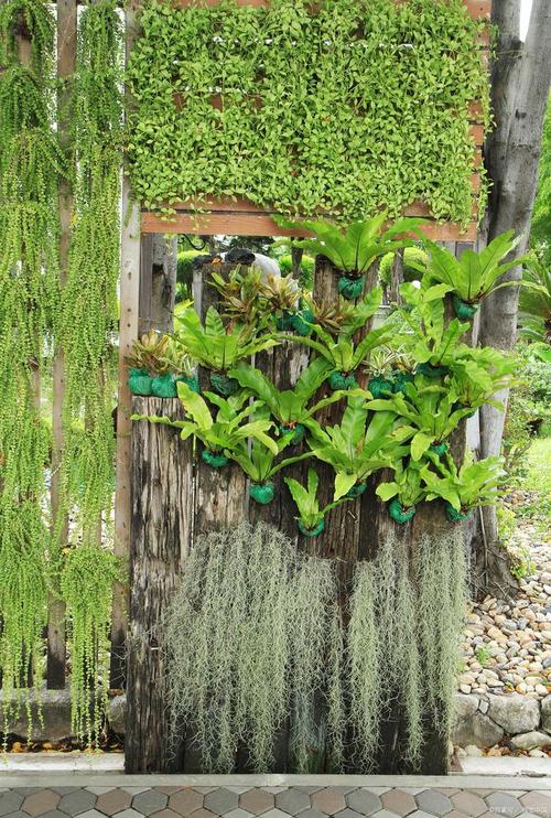 垂直植物推荐知识(垂直生长植物)-第4张图片-多多自然网 垂直植物推荐知识(垂直生长植物)-第4张图片-多多自然网