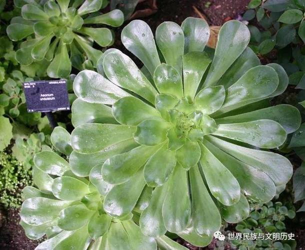 常用植物知识普及(常见植物的资料)-第1张图片-多多自然网 常用植物知识普及(常见植物的资料)-第1张图片-多多自然网