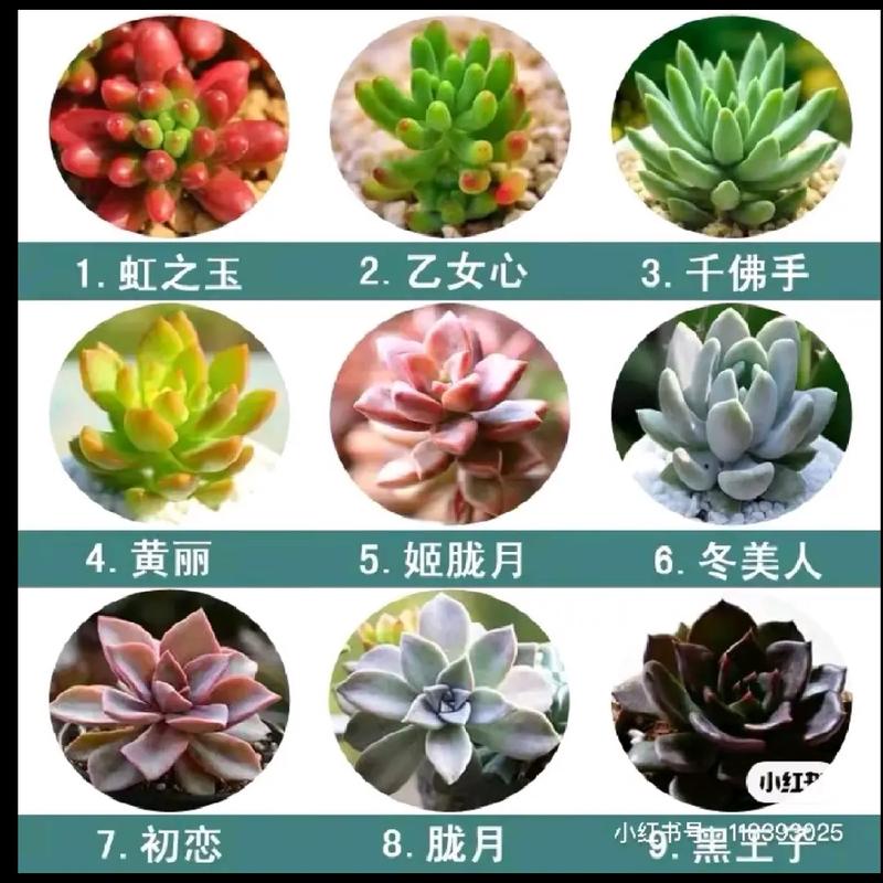 常用植物知识普及(常见植物的资料)-第6张图片-多多自然网 常用植物知识普及(常见植物的资料)-第6张图片-多多自然网