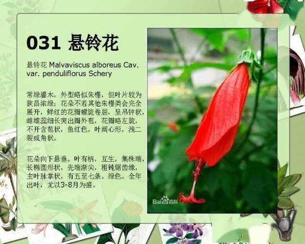 常见的水生植物百科知识(常见的水生植物百科知识大全)-第2张图片-多多自然网 常见的水生植物百科知识(常见的水生植物百科知识大全)-第2张图片-多多自然网
