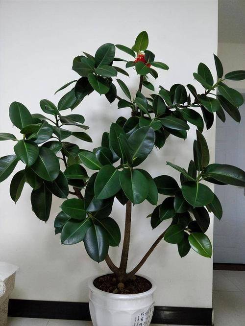 常见的水生植物百科知识(常见的水生植物百科知识大全)-第4张图片-多多自然网 常见的水生植物百科知识(常见的水生植物百科知识大全)-第4张图片-多多自然网