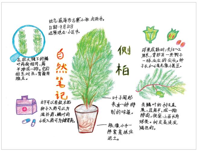 常见植物有趣知识有哪些(20种常见有趣的植物)-第3张图片-多多自然网 常见植物有趣知识有哪些(20种常见有趣的植物)-第3张图片-多多自然网