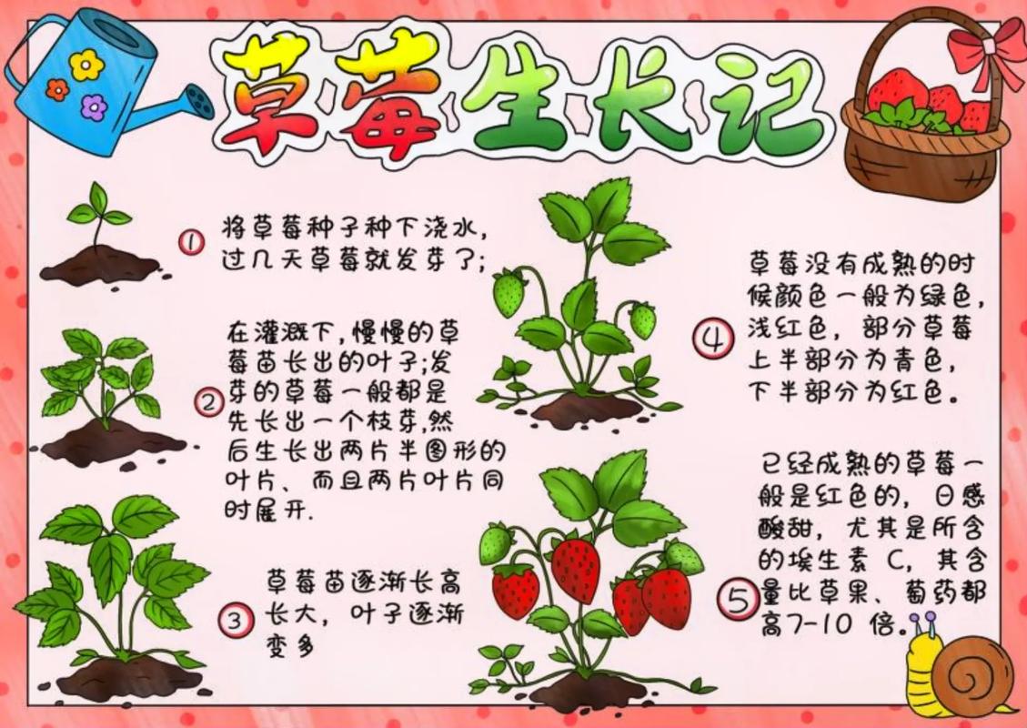 草莓植物知识介绍大全(草莓的植物图片)-第1张图片-多多自然网 草莓植物知识介绍大全(草莓的植物图片)-第1张图片-多多自然网