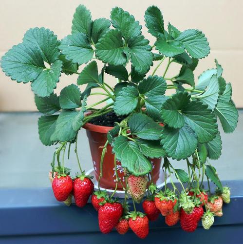 草莓植物知识介绍大全(草莓的植物图片)-第2张图片-多多自然网 草莓植物知识介绍大全(草莓的植物图片)-第2张图片-多多自然网