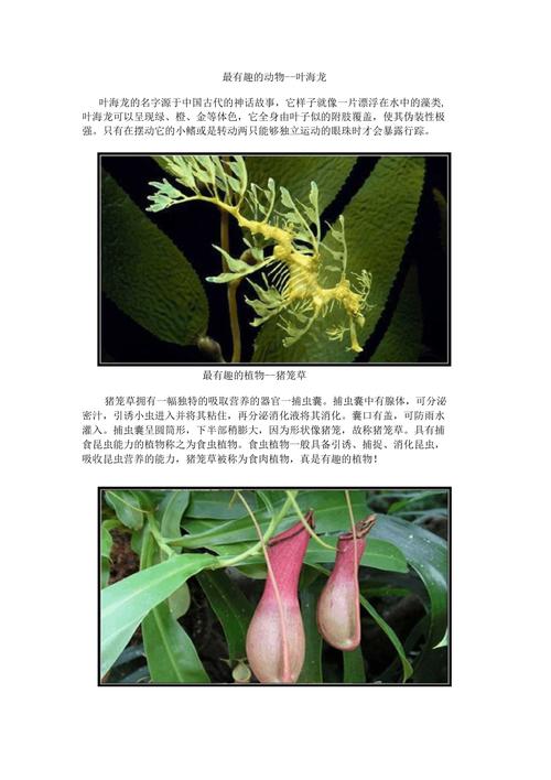 常见植物别名冷知识（十种常见的植物名称简介）-第1张图片-多多自然网