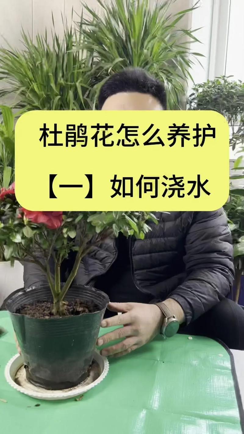杜鹃花怎么修剪(杜鹃花怎么修剪才能让花苞长的多)-第1张图片-多多自然网 杜鹃花怎么修剪(杜鹃花怎么修剪才能让花苞长的多)-第1张图片-多多自然网