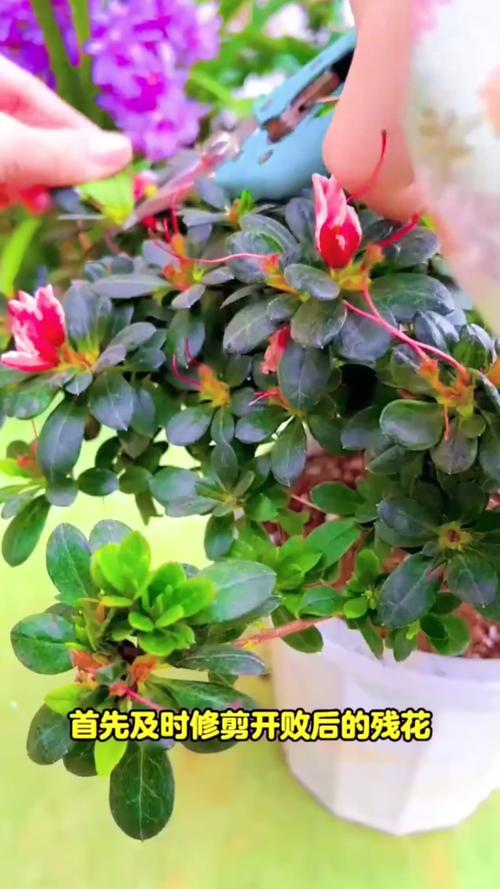 杜鹃花怎么修剪(杜鹃花怎么修剪才能让花苞长的多)-第3张图片-多多自然网 杜鹃花怎么修剪(杜鹃花怎么修剪才能让花苞长的多)-第3张图片-多多自然网