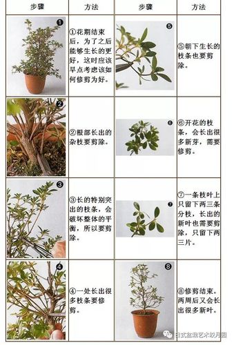 杜鹃花怎么修剪(杜鹃花怎么修剪才能让花苞长的多)-第4张图片-多多自然网 杜鹃花怎么修剪(杜鹃花怎么修剪才能让花苞长的多)-第4张图片-多多自然网