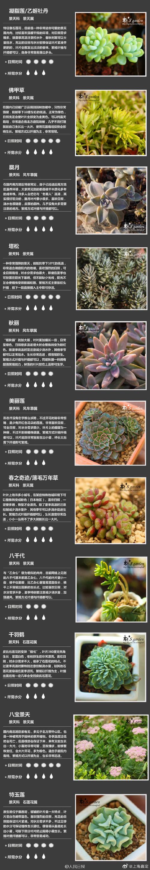 刚买回的多肉怎么栽（刚买来的多肉怎么栽培）-第3张图片-多多自然网