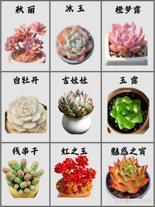 刚买回的多肉怎么栽（刚买来的多肉怎么栽培）-第5张图片-多多自然网