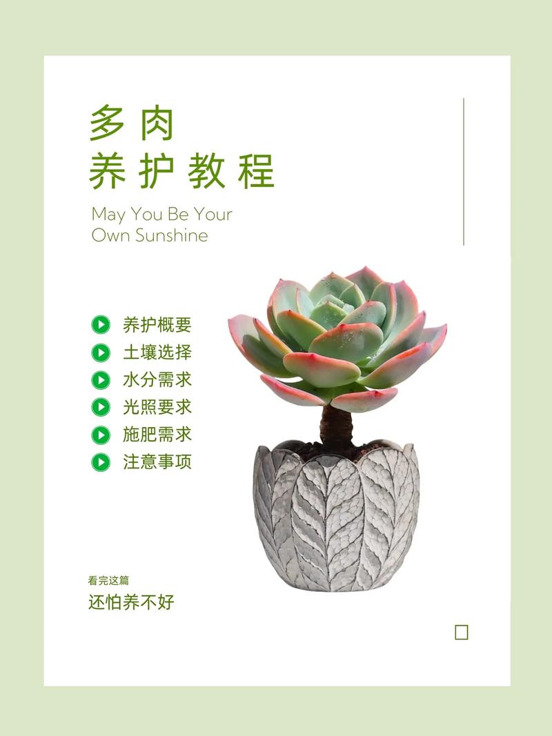 刚买回的多肉怎么栽（刚买来的多肉怎么栽培）-第6张图片-多多自然网