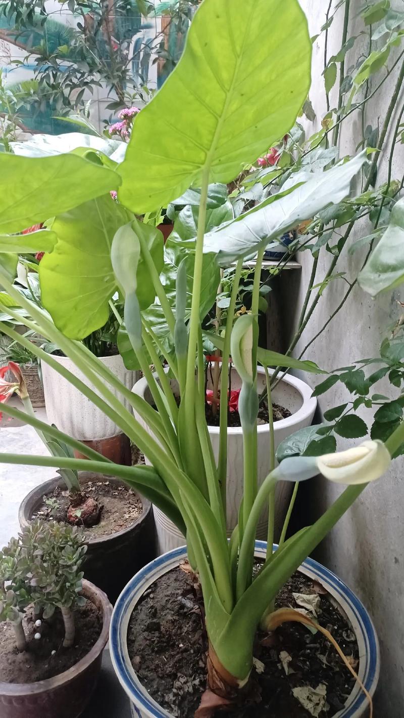 滴水观音开花后怎么办(滴水观音开花是什么前兆)-第2张图片-多多自然网 滴水观音开花后怎么办(滴水观音开花是什么前兆)-第2张图片-多多自然网