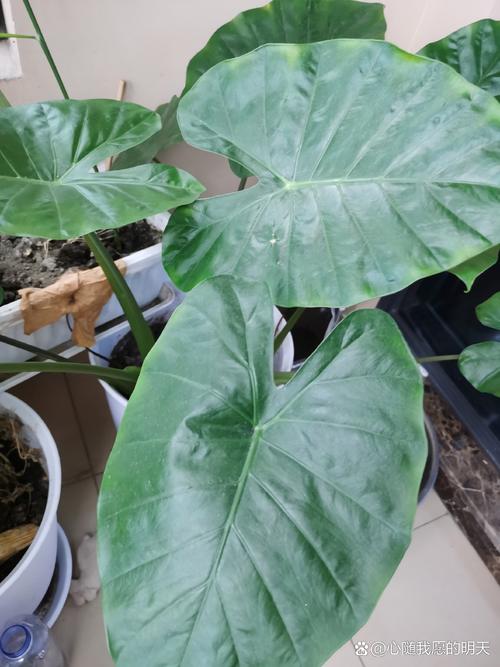 滴水观音开花后怎么办(滴水观音开花是什么前兆)-第4张图片-多多自然网 滴水观音开花后怎么办(滴水观音开花是什么前兆)-第4张图片-多多自然网