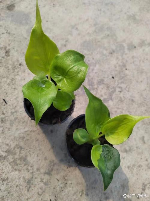 滴水观音开花后怎么办(滴水观音开花是什么前兆)-第5张图片-多多自然网 滴水观音开花后怎么办(滴水观音开花是什么前兆)-第5张图片-多多自然网