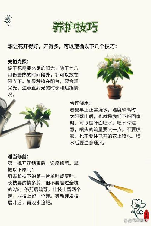 栀子花花期后怎么养护(栀子花花期养护你知道吗?这几点很重要)-第5张图片-多多自然网 栀子花花期后怎么养护(栀子花花期养护你知道吗?这几点很重要)-第5张图片-多多自然网