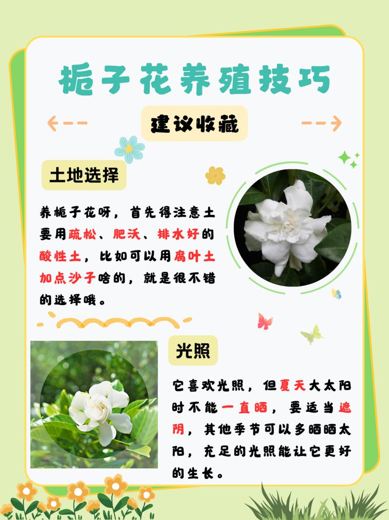 栀子花花期后怎么养护(栀子花花期养护你知道吗?这几点很重要)-第6张图片-多多自然网 栀子花花期后怎么养护(栀子花花期养护你知道吗?这几点很重要)-第6张图片-多多自然网