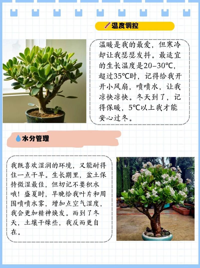 玉树怎么养才能更旺盛(玉树是凶树还是吉树)-第3张图片-多多自然网 玉树怎么养才能更旺盛(玉树是凶树还是吉树)-第3张图片-多多自然网