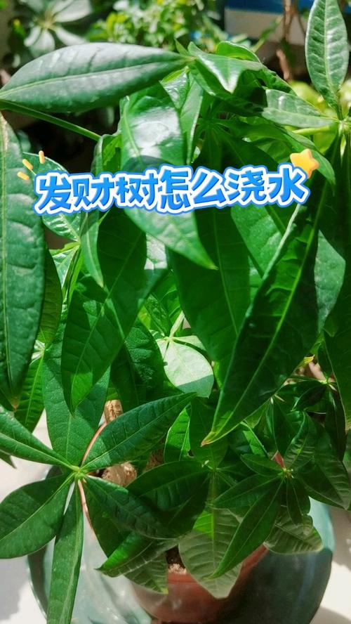 发财树多久浇一次啤酒(发财树浇啤酒比例)-第6张图片-多多自然网 发财树多久浇一次啤酒(发财树浇啤酒比例)-第6张图片-多多自然网