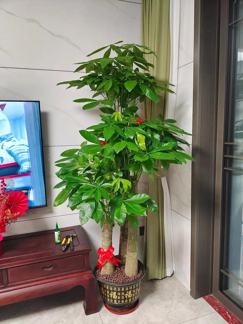 发财树多久浇一次啤酒(发财树浇啤酒比例)-第7张图片-多多自然网 发财树多久浇一次啤酒(发财树浇啤酒比例)-第7张图片-多多自然网