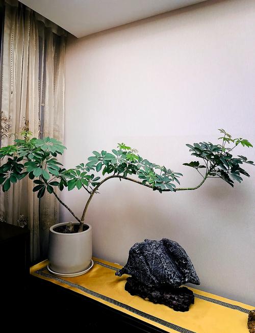 鹅掌木剪枝可以种植吗(鹅掌木可以剪枝培育吗)-第2张图片-多多自然网 鹅掌木剪枝可以种植吗(鹅掌木可以剪枝培育吗)-第2张图片-多多自然网