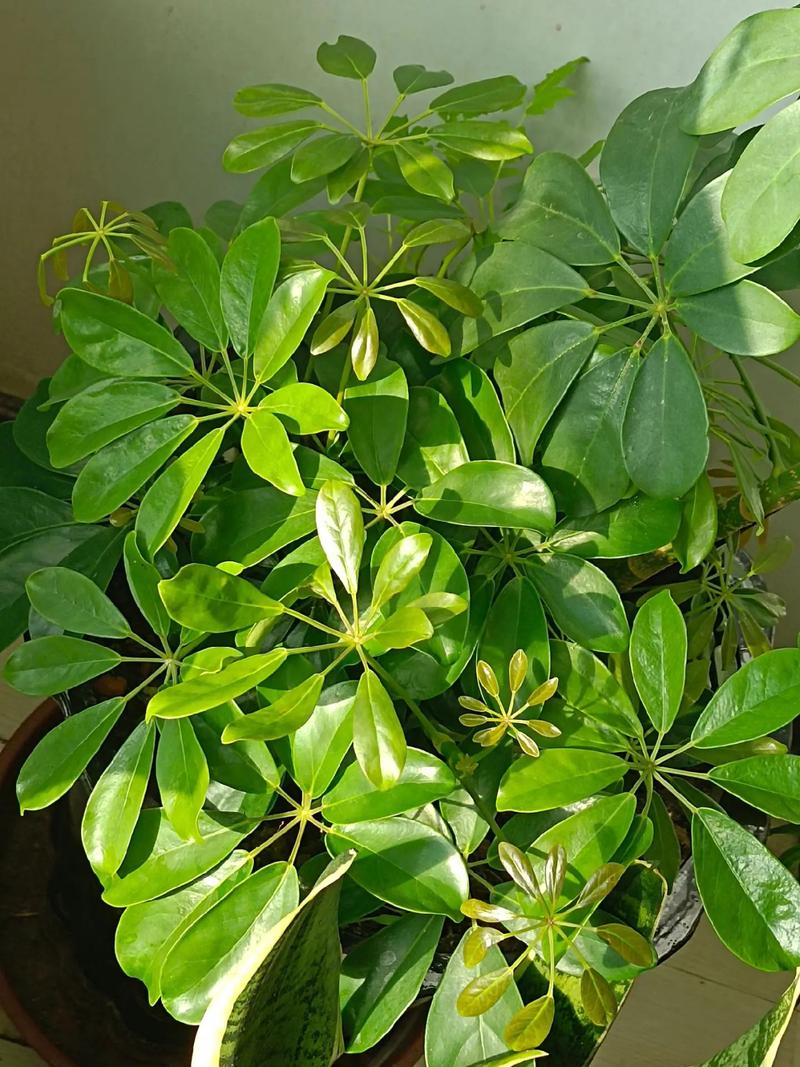鹅掌木剪枝可以种植吗(鹅掌木可以剪枝培育吗)-第5张图片-多多自然网 鹅掌木剪枝可以种植吗(鹅掌木可以剪枝培育吗)-第5张图片-多多自然网