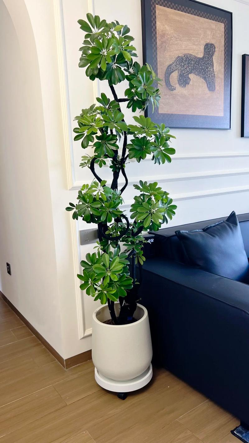 鹅掌木剪枝可以种植吗(鹅掌木可以剪枝培育吗)-第4张图片-多多自然网 鹅掌木剪枝可以种植吗(鹅掌木可以剪枝培育吗)-第4张图片-多多自然网