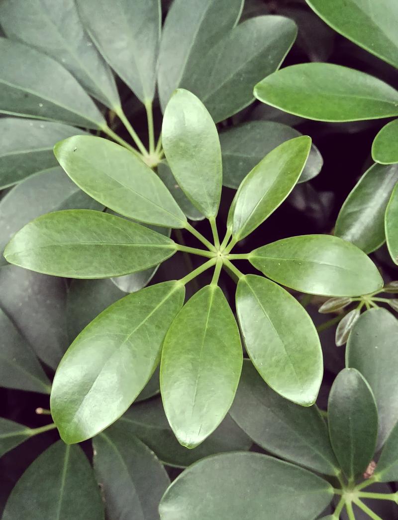 鹅掌木剪枝可以种植吗(鹅掌木可以剪枝培育吗)-第6张图片-多多自然网 鹅掌木剪枝可以种植吗(鹅掌木可以剪枝培育吗)-第6张图片-多多自然网
