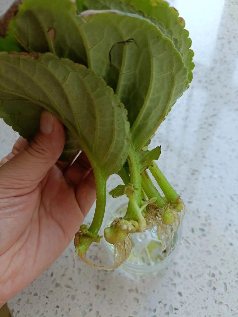 大岩桐开花后如何砍头(大岩桐开过花可以全部剪掉吗)-第2张图片-多多自然网 大岩桐开花后如何砍头(大岩桐开过花可以全部剪掉吗)-第2张图片-多多自然网