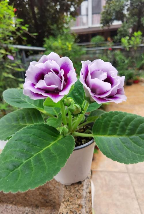 大岩桐开花后如何砍头(大岩桐开过花可以全部剪掉吗)-第4张图片-多多自然网 大岩桐开花后如何砍头(大岩桐开过花可以全部剪掉吗)-第4张图片-多多自然网