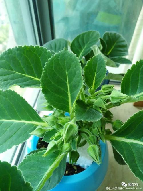 大岩桐开花后如何砍头(大岩桐开过花可以全部剪掉吗)-第7张图片-多多自然网 大岩桐开花后如何砍头(大岩桐开过花可以全部剪掉吗)-第7张图片-多多自然网