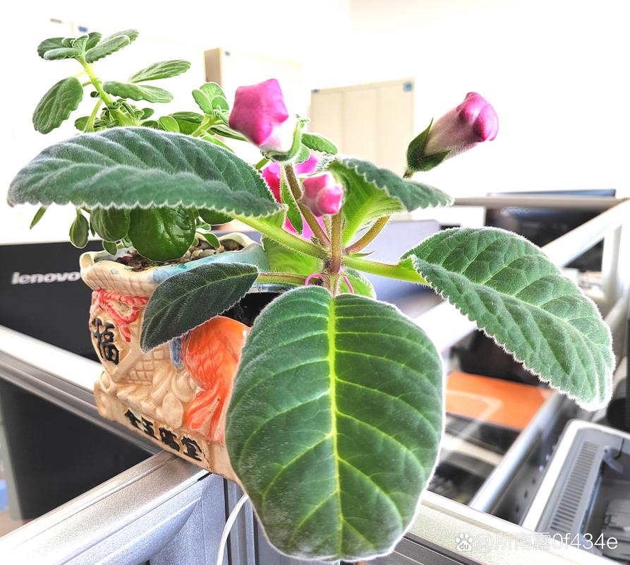 大岩桐开花后如何砍头(大岩桐开过花可以全部剪掉吗)-第8张图片-多多自然网 大岩桐开花后如何砍头(大岩桐开过花可以全部剪掉吗)-第8张图片-多多自然网