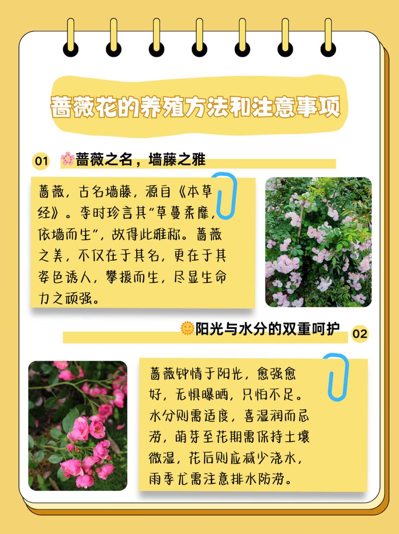 蔷薇秋天怎么养(蔷薇秋天怎么养殖)-第1张图片-多多自然网 蔷薇秋天怎么养(蔷薇秋天怎么养殖)-第1张图片-多多自然网